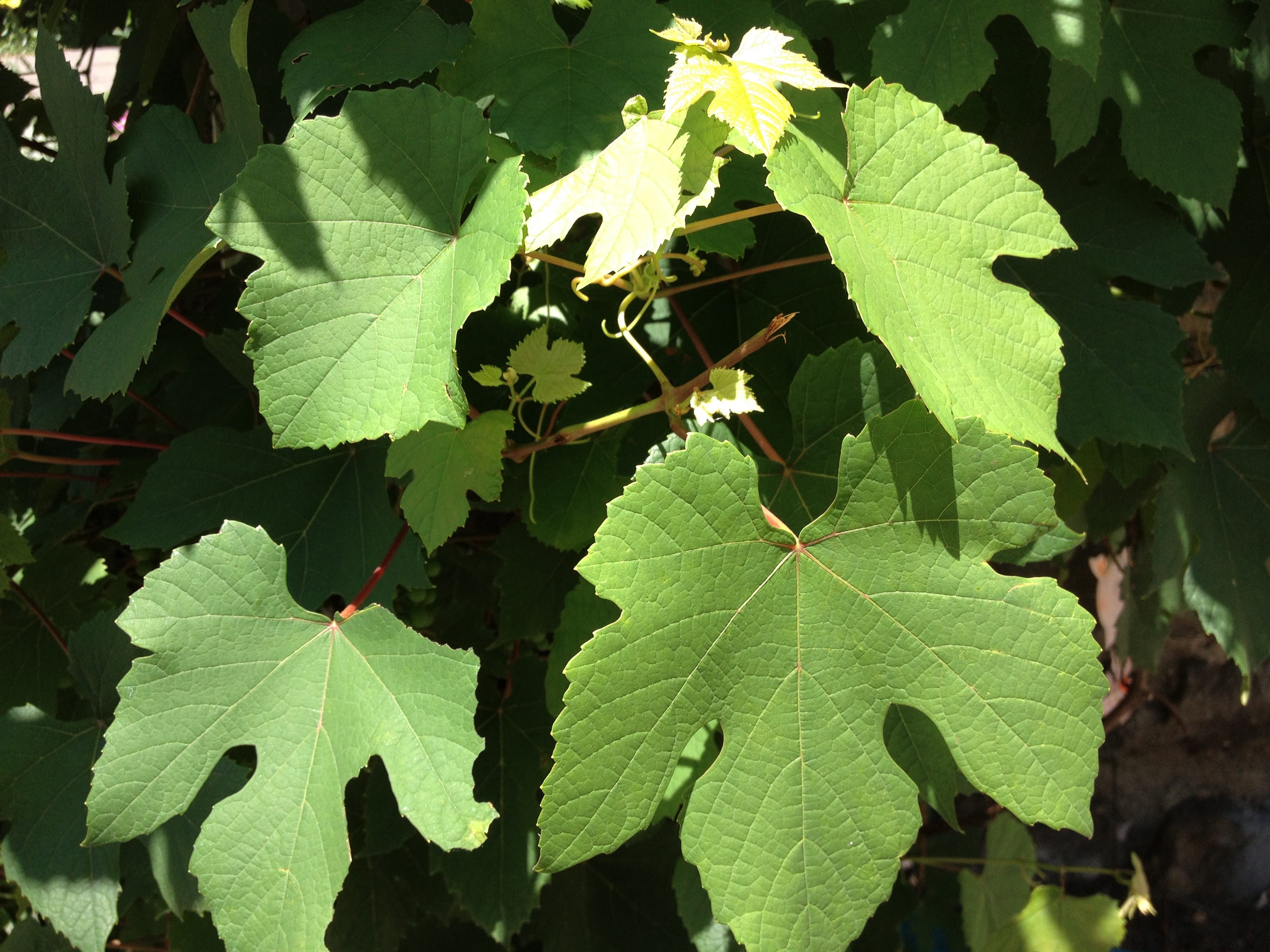 pick and preserve grape leaves pick and preserve grape leaves