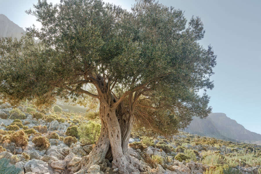 History of Olive Oil in Ancient Greece