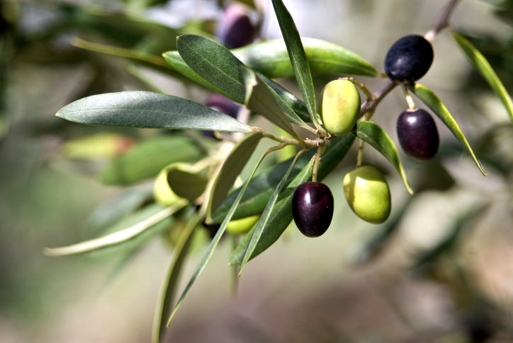 An Overview Of Greek Olive Oil