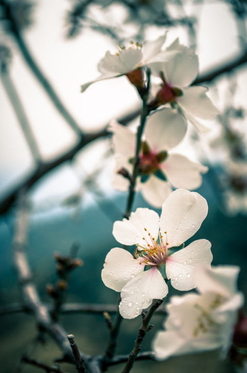 branches filled with almond blossoms