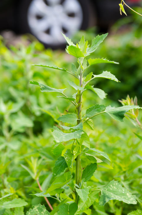 Goosefoot plant