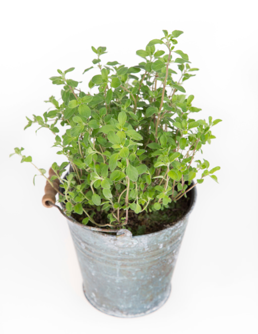 fresh oregano close-up.