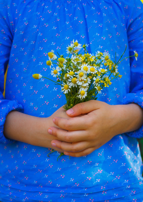 Child hands with camomile flowers