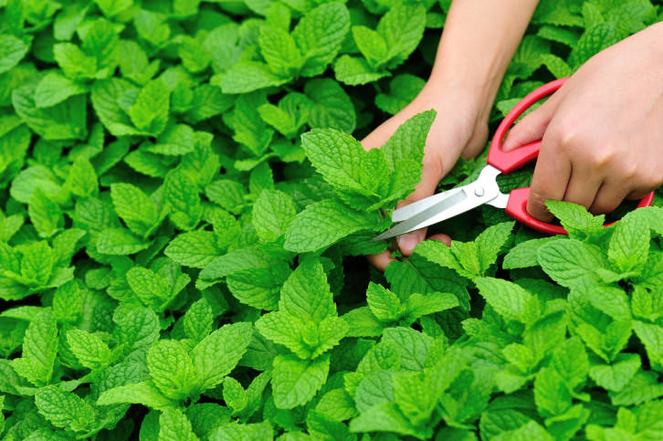 picking mint