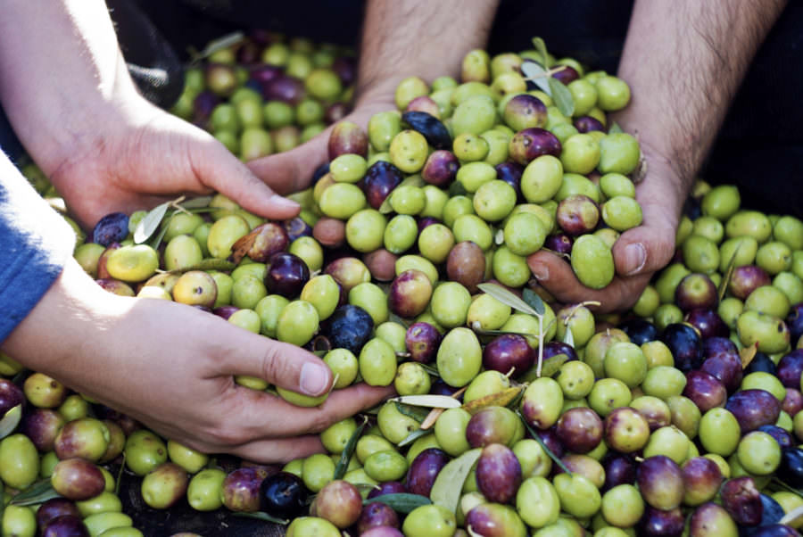 Greek Art of Curing Olives