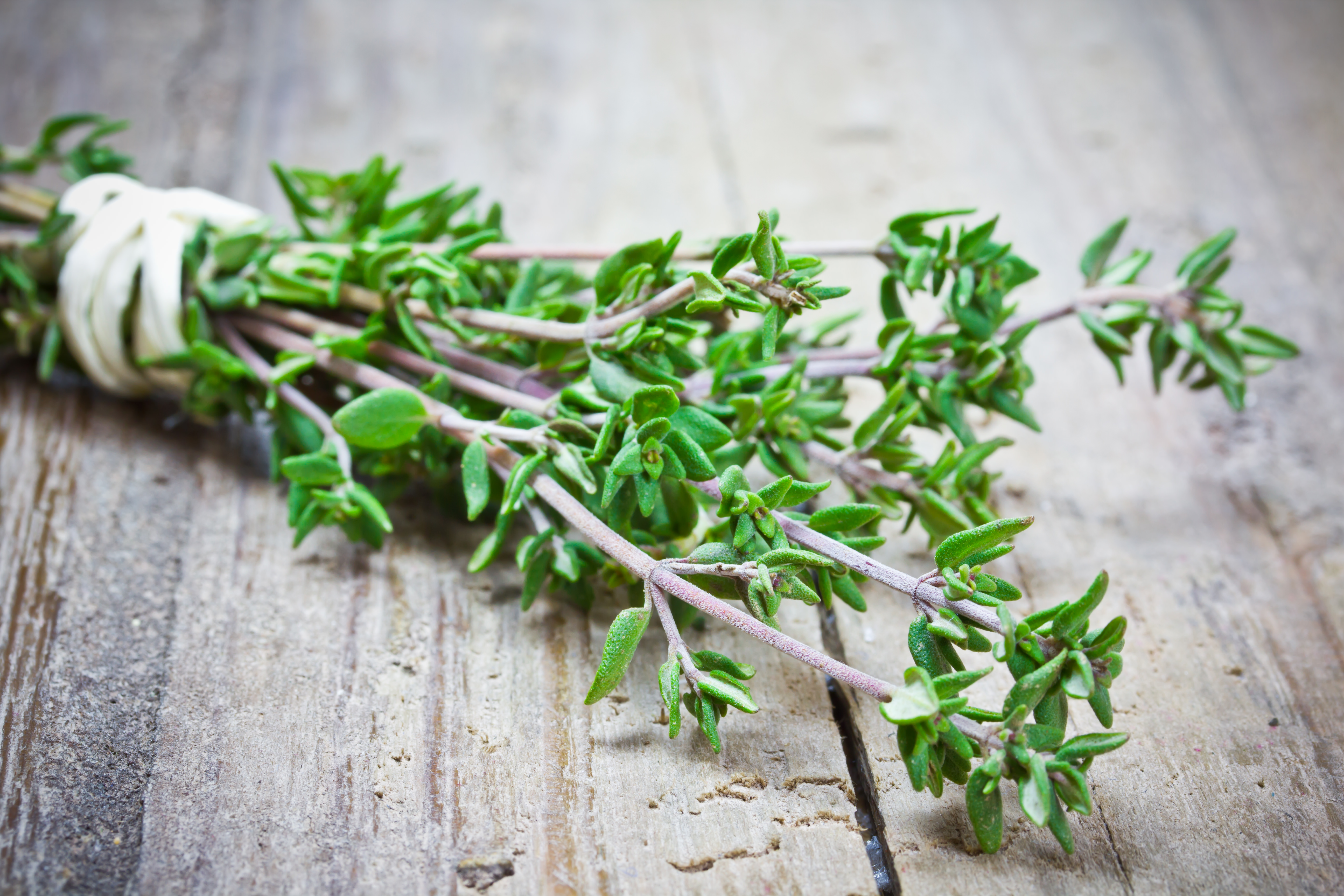 Greek Thyme: Cooking and Medicinal Info