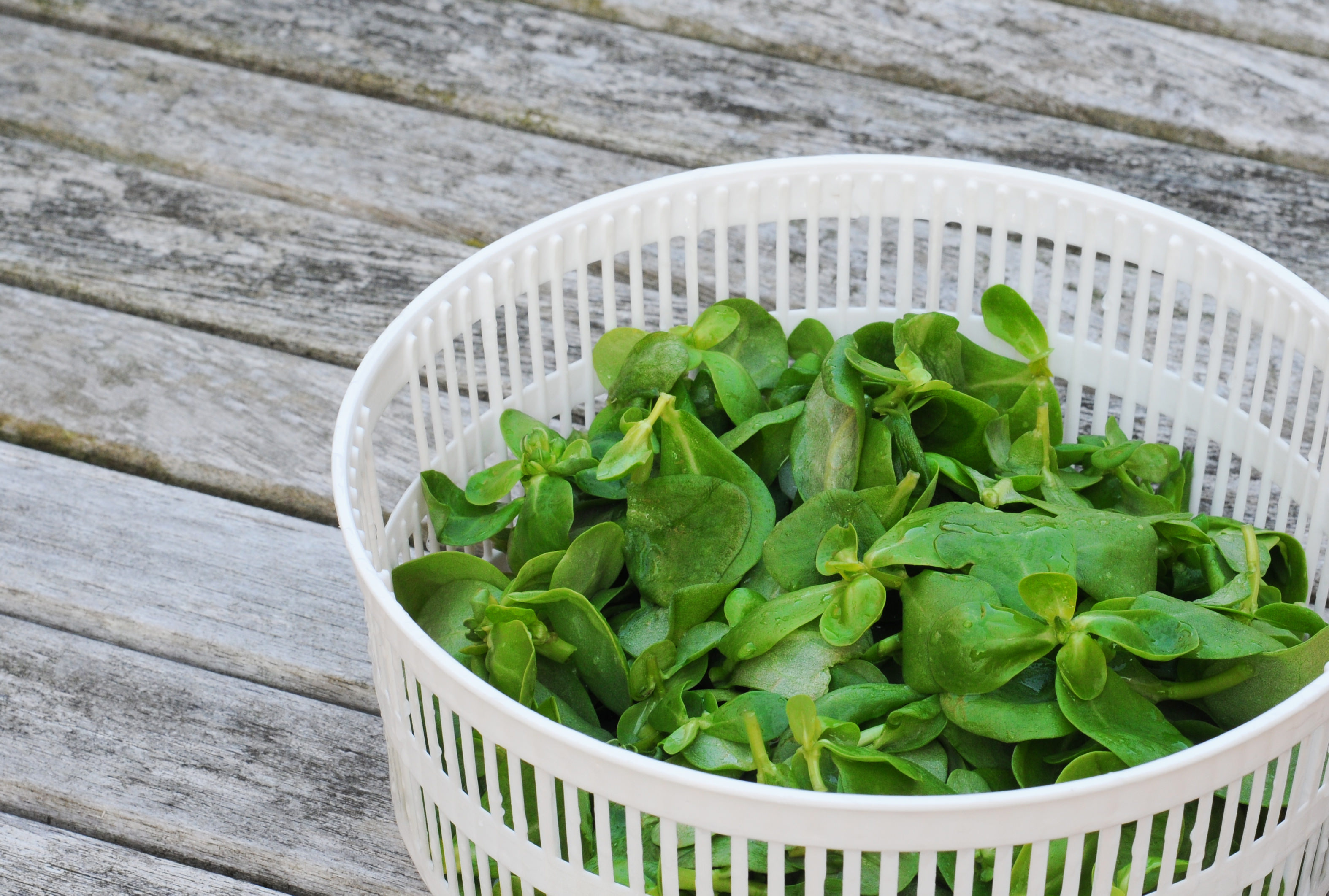 Greek garden cress