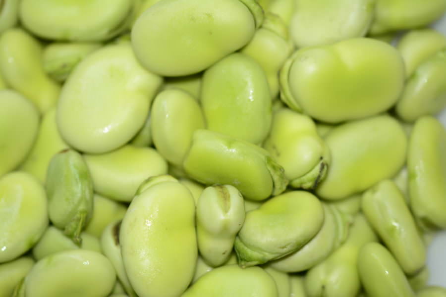 Recipe for Greek Style Fava Bean Salad