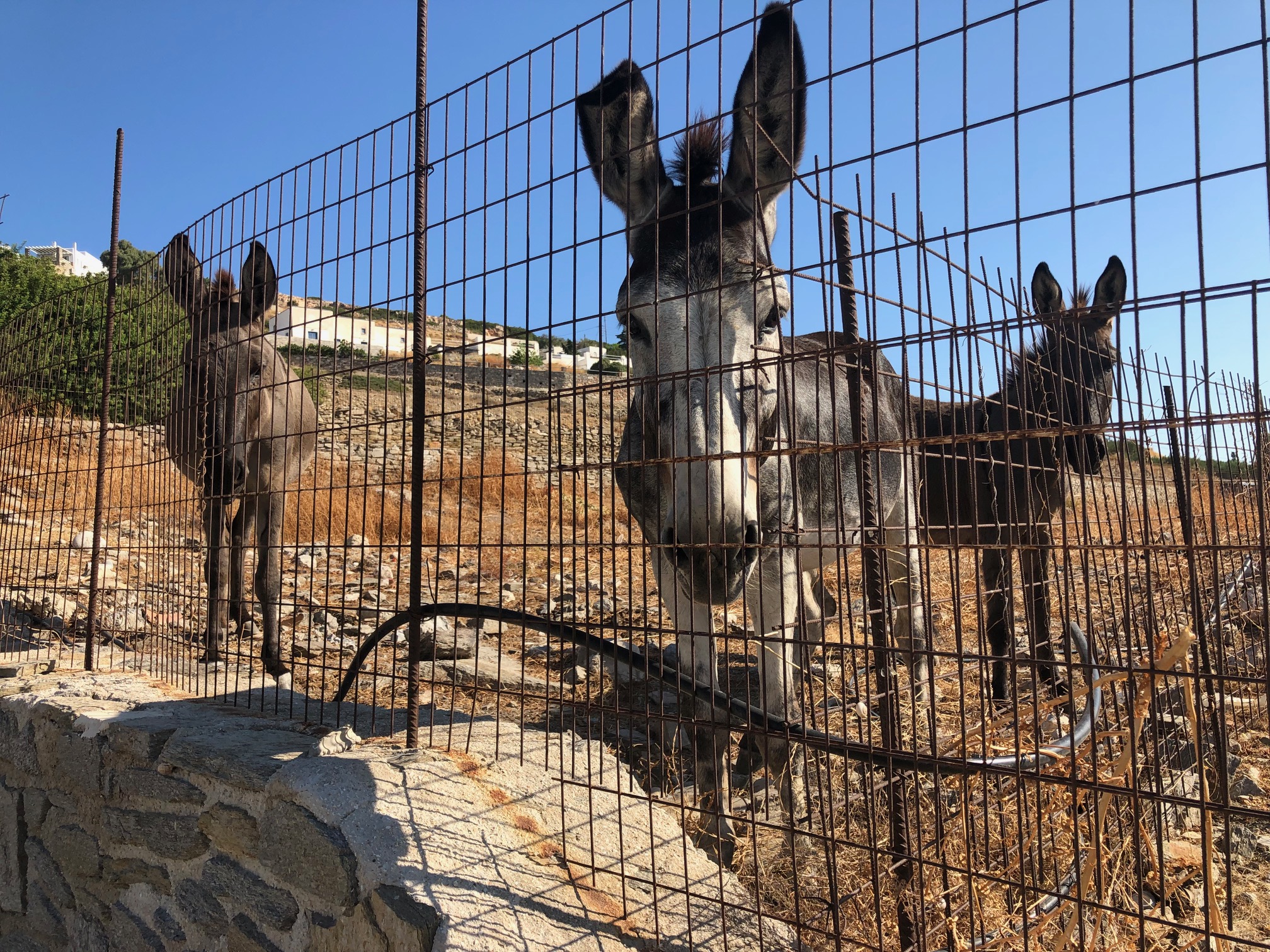 All About Donkeys in Greece