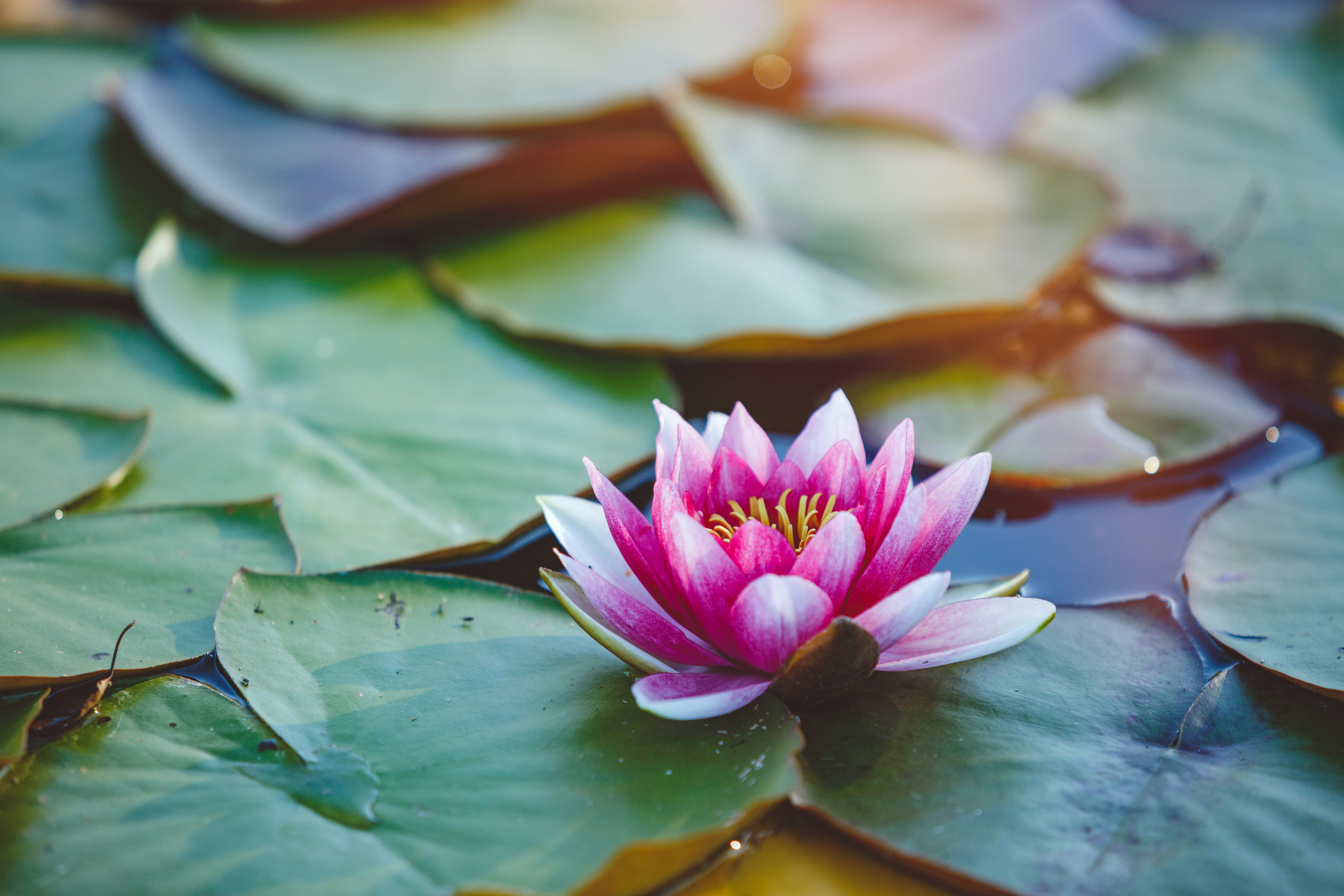 Lotus Flower Meaning Greek Best Flower Site