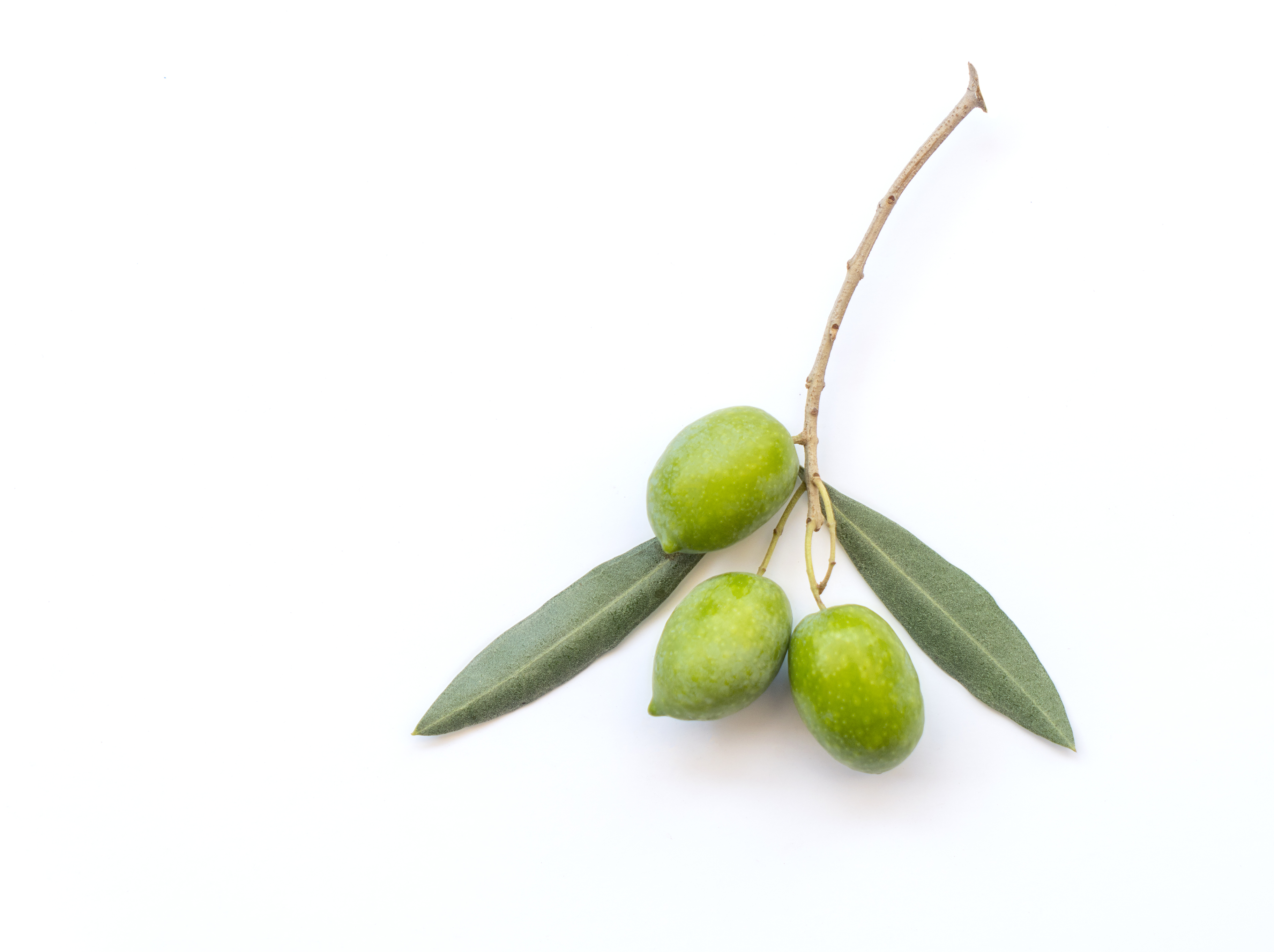 About the Greek Olive Koroneiki
